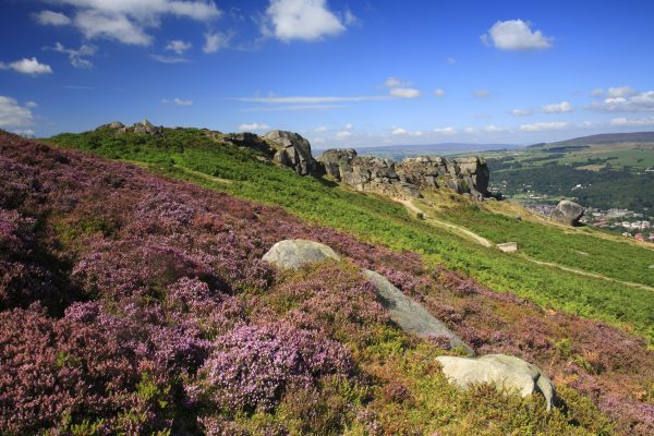 A view across the heather towards the Cow and Calf on Ilkley Moor, on a sunny day.