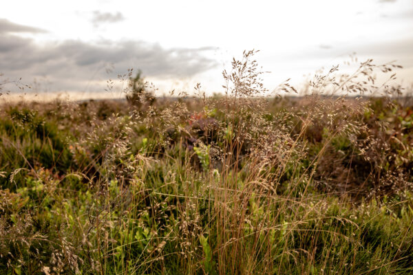 Fern looking plants blowing in the wind on the moore.