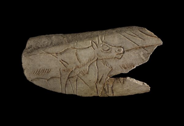 A piece of reindeer metatarsal engraved with a cow looking animal