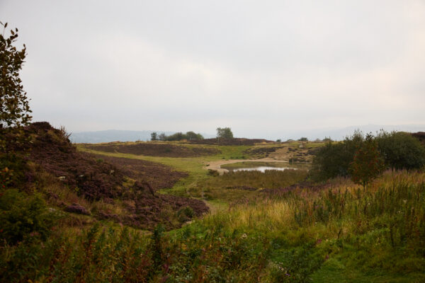 A yorkshire moorland scene showing heather.