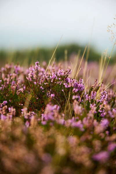 A yorkshire moorland scene showing heather.