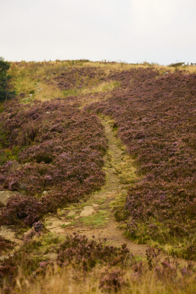 A yorkshire moorland scene showing heather, grass and bushes. The weather is overcast.