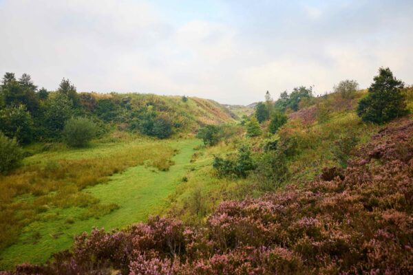 A yorkshire moorland scene showing heather, grass and bushes. The weather is overcast.