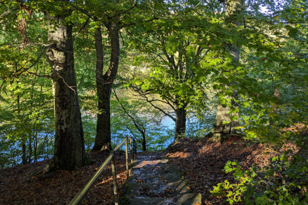 outdoor path in the woods surrounded by green trees, leading down to a body of water in the distance
