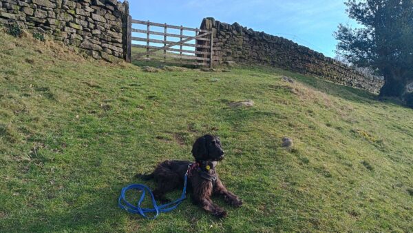 East Riddleston, dog sat on a field
