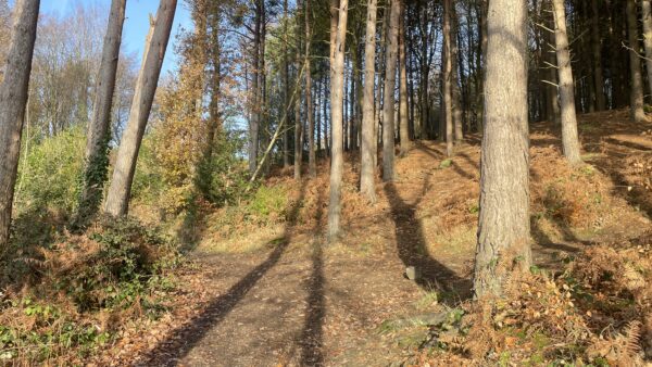 Trees in esholt woods