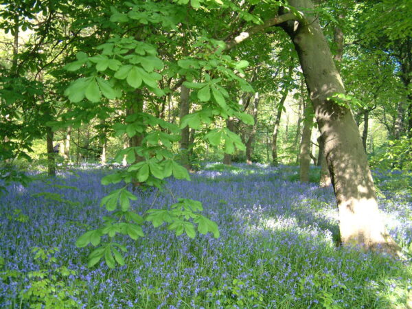 Judy Woods, image of blue flowers in the woods