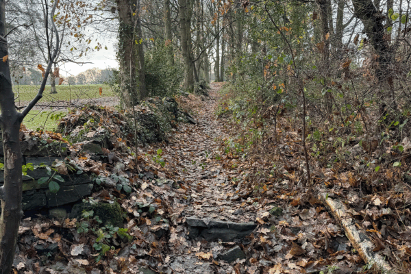 Leafy path in the middle of a woods