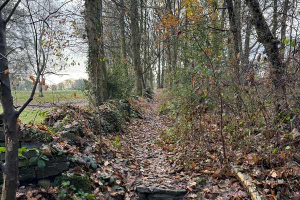 Northliffe pathway, leafy path in the woods