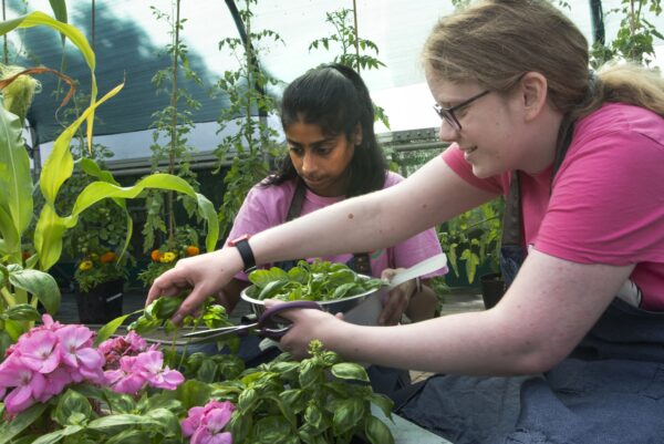 Rebecca and Ajeema. People harvesting food from the allotments at NEET (the Northcliffe Environmental Enterprise Team) in Northcliffe Park, where they meet several times a week. They then prepare what tehy have picked to make a lunch which they share. Photo by Tim Smith.