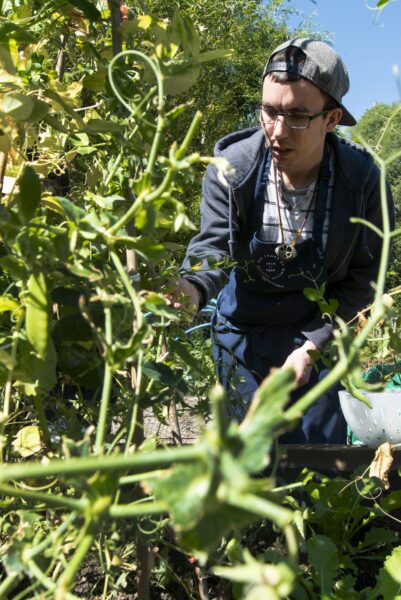 Joe. People harvesting food from the allotments at NEET (the Northcliffe Environmental Enterprise Team) in Northcliffe Park, where they meet several times a week. They then prepare what tehy have picked to make a lunch which they share. Photo by Tim Smith.