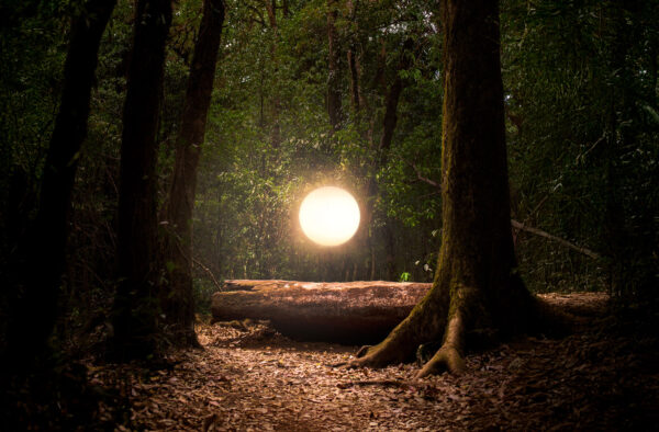 A shady woodland. In front of us a glowing, sun-like orb sits above a log.