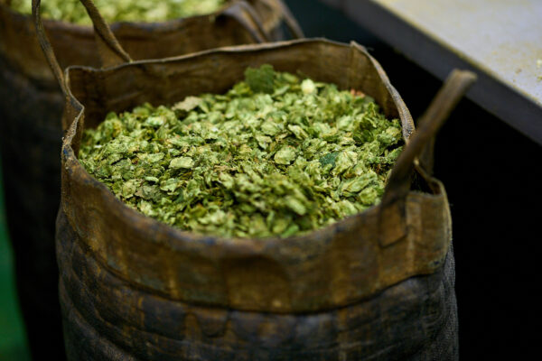 A sack of green dried leaves.